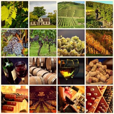 Spécialité œnologie et viticulture