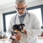 Médecine vétérinaire