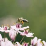 biodiversity, wildlif terminology