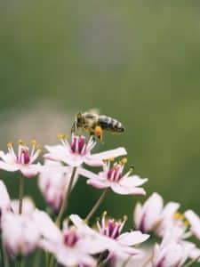 biodiversity, wildlif terminology