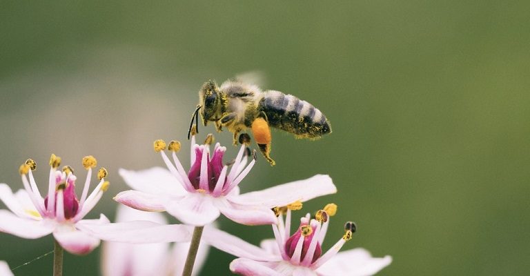 biodiversity, wildlife terminology